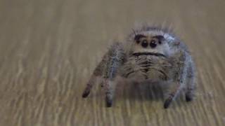 rehome my Regal Jumping spider [upl. by Odnaloy]