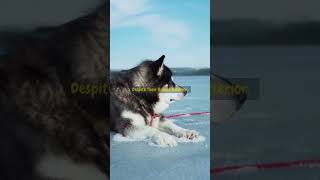 Alaskan Malamute The Arctic Giants [upl. by Welby]