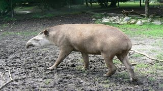 Tapir Paarung  Parung Bei Tieren  Paarung der Tiere [upl. by Czarra]