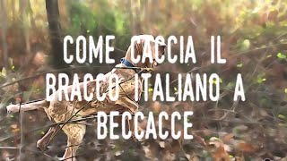 Bracco Italiano caccia Beccacce curiosità distanze metodo e impressioni [upl. by Snashall]