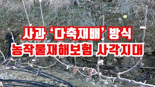 사과 다축재배 농작물재해보험  아프리카 돼지열병  종자산업 혁신클러스터 등  한국농어민신문 헤드라인 뉴스 20240214 [upl. by Aical853]