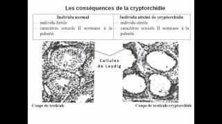 06les cellules de leydig secrétrices de testostérone [upl. by Annmaria]