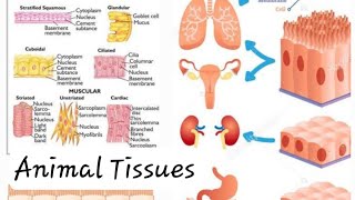 Animal Tissues Epithelial and Connective Tissues Class 9 Digital Science with Himani [upl. by Nims]