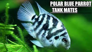 Polar blue parrot Cichlid tank mates  Polar blue parrot fish Tank mates [upl. by Tarr]