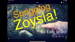 Zoysia  Sprigging Zoysia for Great Results [upl. by Tsyhtema]