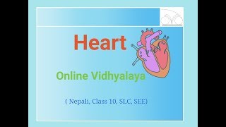 Heart  मुटु  New Nepali lesson नेपाली Class 10 SEE SLC [upl. by Nashner]