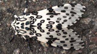 Leopard Moth Erebidae Hypercompe scribonia Dorsal View [upl. by Johns336]