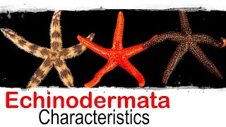 Echinodermata phylum general characteristics  UPSC optional zoology [upl. by Mark]