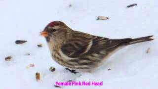 Common Redpoll Songbirds [upl. by Kabab]