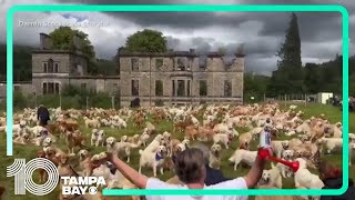 Hundreds of Golden Retrievers congregate at celebration of the breeds founding in Scotland [upl. by Undine860]