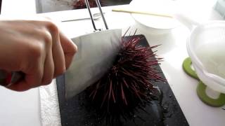 How to open sea urchin the correct way or not 開海膽 [upl. by Horwath]