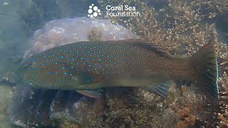 Three Coral Trout and a Moray eel [upl. by Siegler]