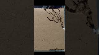 Sand ant farm timelapse [upl. by Illib]