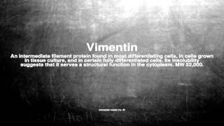 Medical vocabulary What does Vimentin mean [upl. by Olonam141]