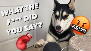 HUSKY Argues With ALEXA  SHE BEATS HER UP AGAIN [upl. by Hpesoj]