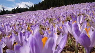 Krokusy  Tatry [upl. by Assenay476]