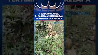 Seorang Warga di Pariaman Meninggal Tertimpa Buah Kelapa Jatuh Tepat di Kepala [upl. by Yerroc]