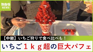 超豪華！朝採れいちご１kg超を使った『特大パフェ』いちご狩りではこだわり栽培の絶品いちごを食べ比べ！岡山県美作市「美作農園」【現場から生中継】（2024年1月29日） [upl. by Einamrej]