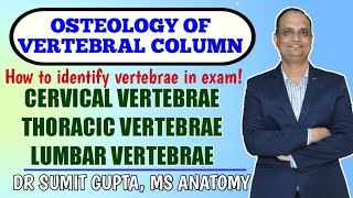 Osteology of Vertebrae  vertebral column  cervical thoracic and lumbar vertebrae [upl. by Varien]