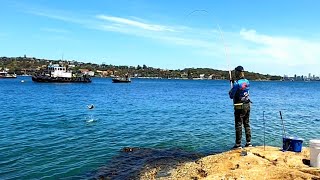 Sydney harbour watsons Bay Trevally Salmon fishing p13Enjoy fishing 1호대로 손맛좀 봤어요 Trevally 는 손맛최고죠 [upl. by Novihc]