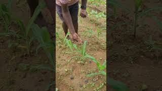 Organic control of fall armyworm in maize crop agro farming agri maize [upl. by Aivull455]