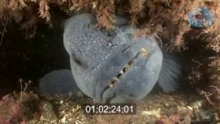 Wolffish Feeding Stock Footage [upl. by Inat]