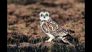 SHORT EARED OWL CALLING UP CLOSE [upl. by Aihsinyt861]