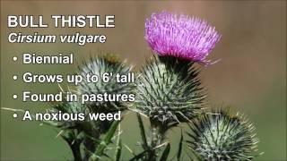 How to Remove Bull Thistle with Ryan Sanders [upl. by Leunamne]