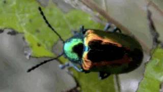 The Dogbane Beetle HWW Homegrown Video [upl. by Ches]