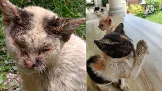 Scabies in cats and Dogs  Treatment  Dr Shanker Singh [upl. by Kcinnay]