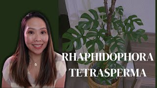 RHAPHIDOPHORA TETRASPERMA  5 TIPS things to do [upl. by Phelia]