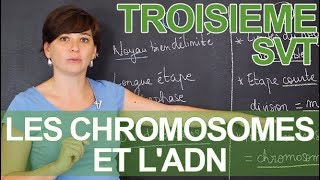 Les chromosomes et lADN  observations microscopiques  SVT  3e  les Bons Profs [upl. by Giah]