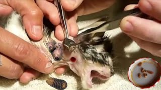 Removing a botfly maggot form little Kittens Nose [upl. by Aldous878]