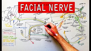 Facial nerve  Origin Function Pathway amp Branches  Anatomy Tutorial [upl. by Aneelad]