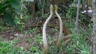 Scary Dancing Snakes  Experience Sri Lanka [upl. by Housum484]