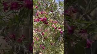 Desert Willow Chilopsis linearis lovely native blooming tree throughout San Diego’s summer [upl. by Schuler]