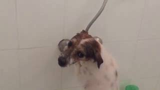 iammaylo  dog having a shower and obviously enjoy it [upl. by Aelam864]