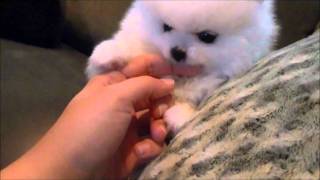 Gorgeous Veronica Teacup White Pomeranian for sale [upl. by Onaicram480]