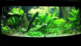 Planted High Tech Aquarium Juwel Vision 450 [upl. by Airdna]