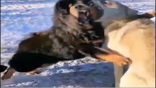 Tibetan Mastiff fights off 3 Wolves [upl. by Granthem]