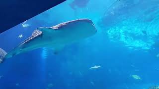 鯨鯊 Rhincodon typus，Whale shark  Chimelong Ocean Kingdom Zhuhai [upl. by Onez]