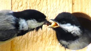 Hungry Baby Chickadee Call Sounds [upl. by Blaine]