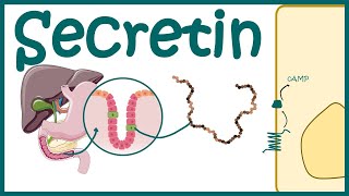 Secretin  Productiondiscovery and mode of action [upl. by Evot]