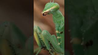 La poderosa mantis africana shorts viral [upl. by Evreh]