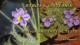 Byblis amp Lindernia Motion and Enzyme Tests  Bewegungs und Enzymtests [upl. by Ayeka]