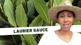 🌱Plantes médicinales Jour 14  Laurier sauce [upl. by Wilie]