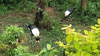 Saddlebilled Stork  Bird Paradise Singapore [upl. by Sparkie509]