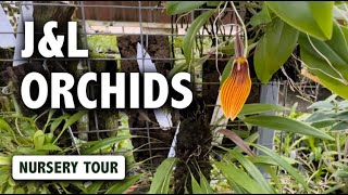 JampL Orchids Nursery Tour  Dracula Masdevallia Pleurothallis amp Miniature Orchids in Bloom [upl. by Yole]