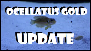 Lamprologus Ocellatus Gold Shell Dweller Update [upl. by Silverman]