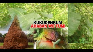 AHABAN WO TUMI Kukudemkum BY  ANGEL BARAKAH [upl. by Adniles]